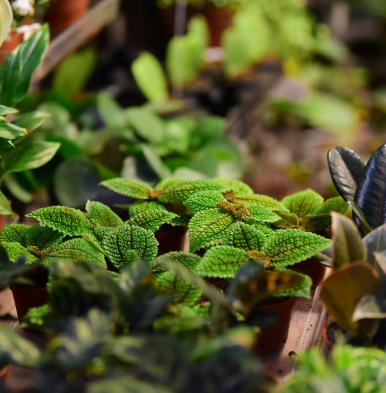 ارضيات